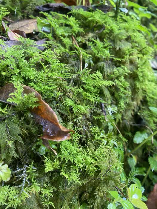 himal forest 10