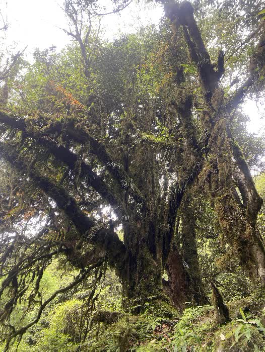 himal forest 13