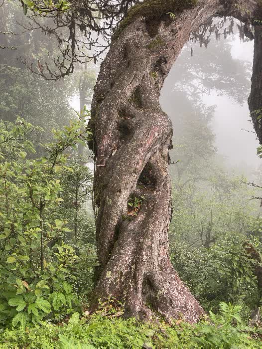 himal forest 14