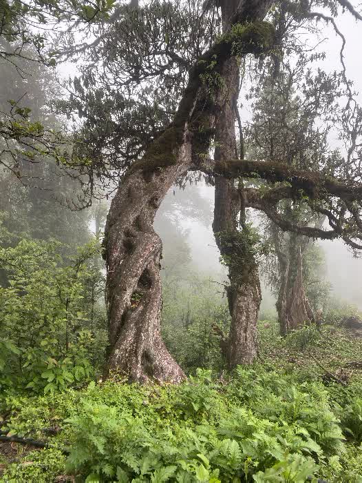 himal forest 15