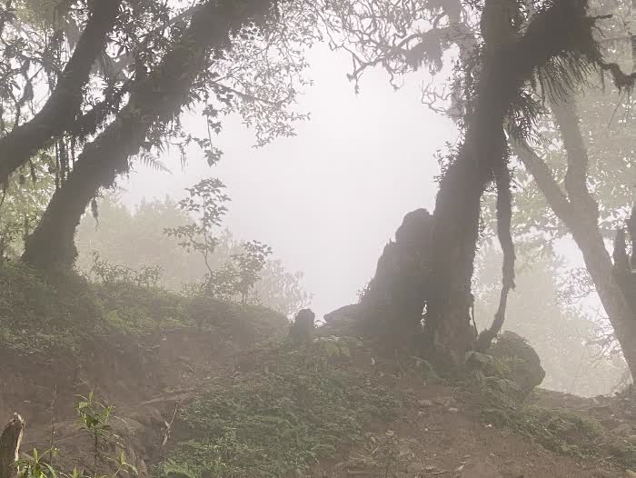 himal forest 16