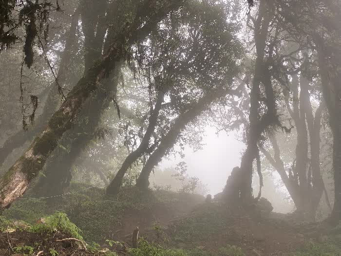 himal forest 18