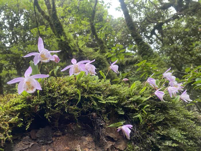 himal forest 22