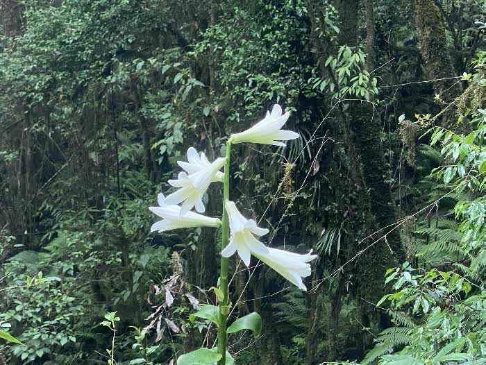 himal forest 4