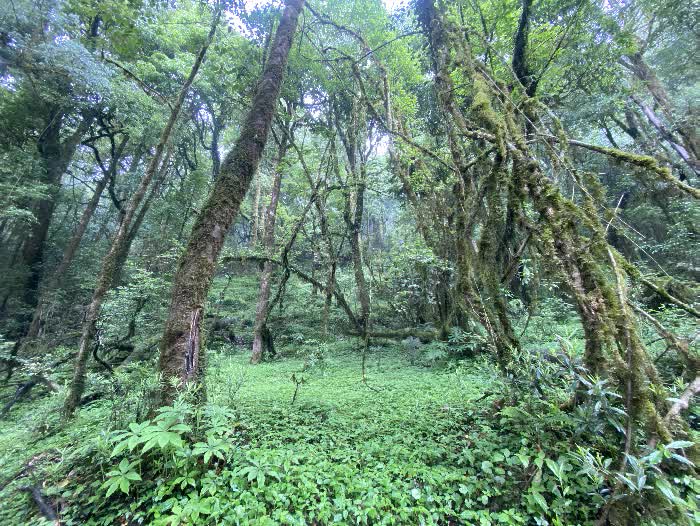 himal forest 5