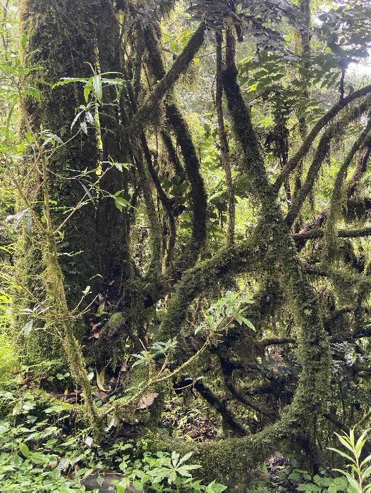 himal forest 6