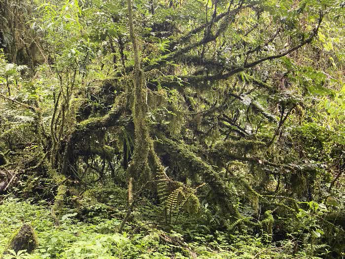 himal forest 7