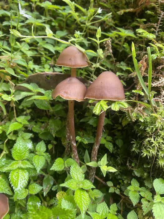 himal forest 8